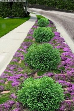 Dragon Prince Cryptomeria - 1 Gallon Pot