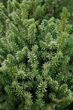 Vilmorin's Dwarf Cryptomeria (Japanese Cedar) - 1 Gallon Pot -Foliage Dream Sales Store cryptomeria japonica vilmoriniana dwarf japanese cedar 12