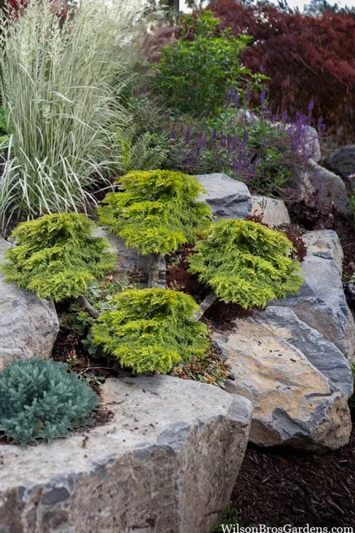 Daub's Frosted Juniper Pom Pom Topiary - 3 Gallon Pot 1 Daub's Frosted Juniper Pom Pom Topiary - 3 Gallon Pot