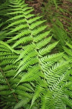 Dixie Wood Fern - Dryopteris Australis - 6 Pack Of 1 Gallon Pots -Foliage Dream Sales Store dryopteris australis dixie wood fern 10