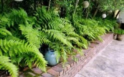 Autumn Brilliance Fern (Dryopteris Erythrosora) - 2.5 Quart Pot -Foliage Dream Sales Store dryopteris erythrosora autumn brilliance fern 10