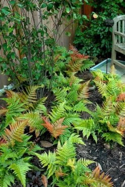 Autumn Brilliance Fern (Dryopteris Erythrosora) - 6 Pack Of 1 Gallon Pots -Foliage Dream Sales Store dryopteris erythrosora autumn brilliance fern 11 2