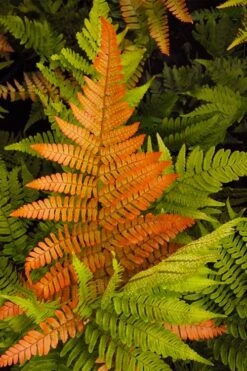 Autumn Brilliance Fern (Dryopteris Erythrosora) - 2.5 Quart Pot -Foliage Dream Sales Store dryopteris erythrosora autumn brilliance fern 2