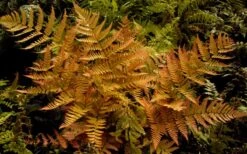 Autumn Brilliance Fern (Dryopteris Erythrosora) - 6 Pack Of 1 Gallon Pots -Foliage Dream Sales Store dryopteris erythrosora autumn brilliance fern 3 2
