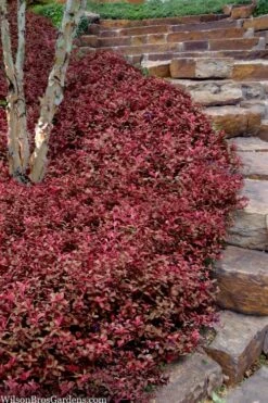 Purple Wintercreeper - Euonymus Fortunei Coloratus - 18 Count Flat Of Pint Pots