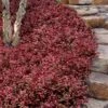 Purple Wintercreeper - Euonymus Fortunei Coloratus - 10 Pack Of Pint Pots