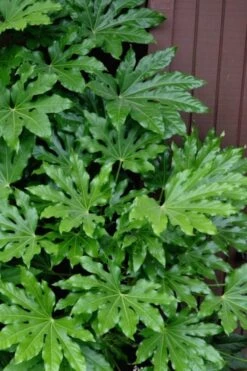 Fatsia Japonica - Japanese Aralia - Glossy Paper Plant - 5 Gallon Pot