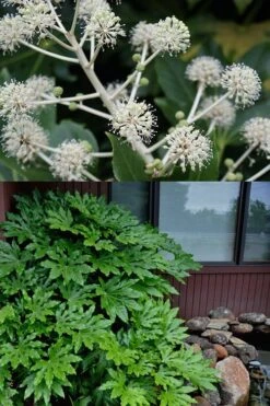 Fatsia Japonica - Japanese Aralia - Glossy Paper Plant - 1 Gallon Pot -Foliage Dream Sales Store fatsia Japanese Aralia 2 500x750 1