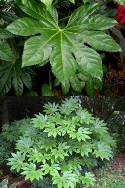 Fatsia Japonica - Japanese Aralia - Glossy Paper Plant - 5 Gallon Pot -Foliage Dream Sales Store fatsia Japanese Aralia 500x750 3