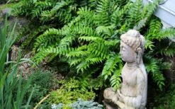 Japanese Holly Fern - Cyrtomium Falcatum 'Rochfordianum' - 2.5 Quart Pot -Foliage Dream Sales Store fern20holly203