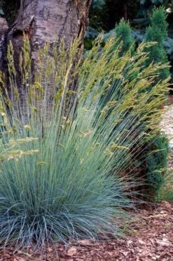 Blue Fescue Grass (Festuca Glauca) - 5 Pack Of Quart Pots -Foliage Dream Sales Store festuca glauca blue fescue grass 13 1