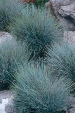 Blue Fescue Grass (Festuca Glauca) - 5 Pack Of Quart Pots -Foliage Dream Sales Store festuca glauca blue fescue grass 14 1