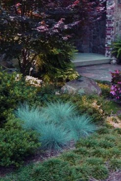 Blue Fescue Grass (Festuca Glauca) - 5 Pack Of Quart Pots