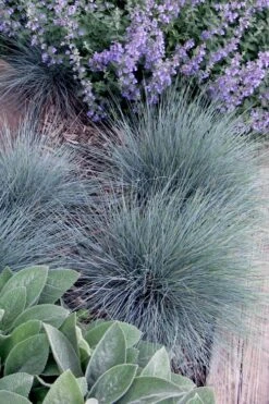 Blue Fescue Grass (Festuca Glauca) - 5 Pack Of Quart Pots -Foliage Dream Sales Store festuca glauca blue fescue grass 7 1