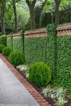 Creeping Fig (Ficus Pumila) - 5 Pack Of 4" Pint Pots -Foliage Dream Sales Store ficus pumila green creeping fig 100
