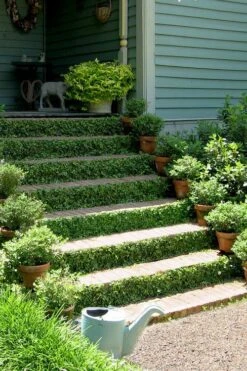 Creeping Fig (Ficus Pumila) - 5 Pack Of 4" Pint Pots -Foliage Dream Sales Store ficus pumila green creeping fig 105