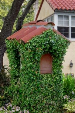 Creeping Fig (Ficus Pumila) - 5 Pack Of 4" Pint Pots -Foliage Dream Sales Store ficus pumila green creeping fig 107