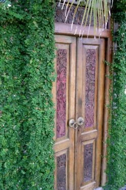 Creeping Fig (Ficus Pumila) - 5 Pack Of 4" Pint Pots -Foliage Dream Sales Store ficus pumila green creeping fig 108