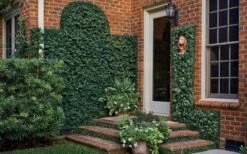 Creeping Fig (Ficus Pumila) - 5 Pack Of 4" Pint Pots -Foliage Dream Sales Store ficus pumila green creeping fig 109