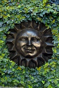 Creeping Fig (Ficus Pumila) - 5 Pack Of 4" Pint Pots -Foliage Dream Sales Store ficus pumila green creeping fig 110