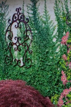 Creeping Fig (Ficus Pumila) - 5 Pack Of 4" Pint Pots -Foliage Dream Sales Store ficus pumila green creeping fig 112