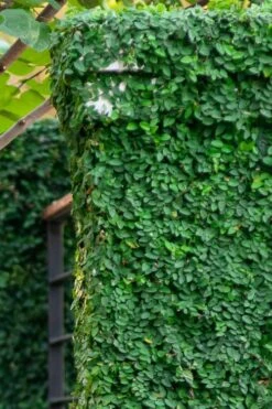 Creeping Fig (Ficus Pumila) - 5 Pack Of 4" Pint Pots -Foliage Dream Sales Store ficus pumila green creeping fig 113