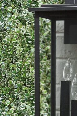 Variegated Creeping Fig - Ficus Pumila 'Variegata' - 5 Pack Of Pint Pots -Foliage Dream Sales Store ficus pumila variegata creeping fig 101