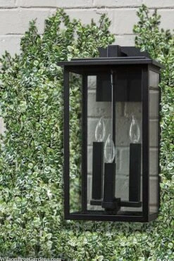 Variegated Creeping Fig - Ficus Pumila 'Variegata' - 5 Pack Of Pint Pots -Foliage Dream Sales Store ficus pumila variegata creeping fig 102