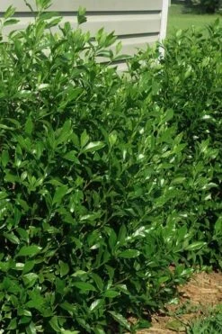 August Beauty Gardenia - 6 Pack Of 1 Gallon Pots 9 August Beauty Gardenia - 6 Pack Of 1 Gallon Pots -Foliage Dream Sales Store gardenia august beauty 5 1