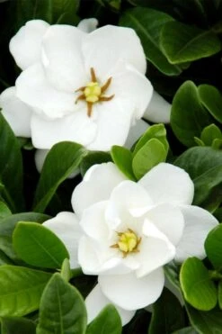 Buttons Gardenia - 1 Gallon Pot -Foliage Dream Sales Store gardenia buttons 1 2