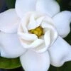 Buttons Gardenia - 1 Gallon Pot