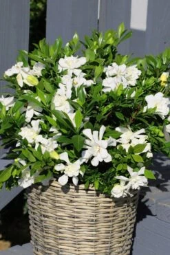 Celestial Star Gardenia - 1 Gallon Pot -Foliage Dream Sales Store gardenia celestial star 3