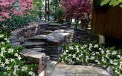 Celestial Star Gardenia - 1 Gallon Pot -Foliage Dream Sales Store gardenia celestial star 5