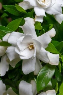 Fool Proof Gardenia - 2 Gallon Pot