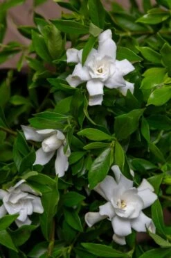 Fool Proof Gardenia - 3 Gallon Pot -Foliage Dream Sales Store gardenia fool proof 4 1