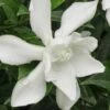 Frost Proof Gardenia - 6 Pack Of 1 Gallon Pots
