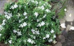 Frost Proof Gardenia - 1 Gallon Pot 9 Frost Proof Gardenia - 1 Gallon Pot -Foliage Dream Sales Store gardenia frost proof 50 2