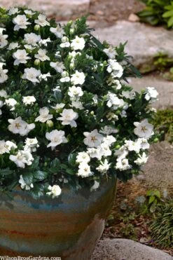Buttons Gardenia - 3 Gallon Pot -Foliage Dream Sales Store gardenia jasminoides buttons 10