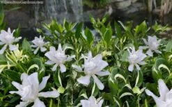 Crescent Moon Dwarf Gardenia - 6 Pack Of 1 Gallon Pots -Foliage Dream Sales Store gardenia jasminoides crescent moon dwarf creeping 2 1