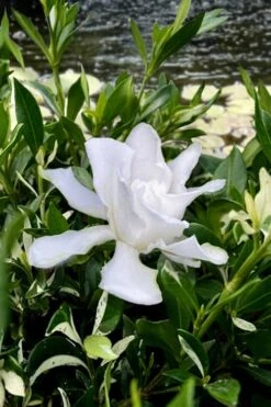 Crescent Moon Dwarf Gardenia - 6 Pack Of 1 Gallon Pots -Foliage Dream Sales Store gardenia jasminoides crescent moon dwarf creeping 6 1