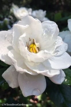 Crown Jewel Gardenia - 1 Gallon Pot 13 Crown Jewel Gardenia - 1 Gallon Pot -Foliage Dream Sales Store gardenia jasminoides crown jewel 11 1