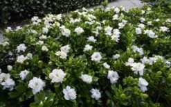 Crown Jewel Gardenia - 1 Gallon Pot 12 Crown Jewel Gardenia - 1 Gallon Pot -Foliage Dream Sales Store gardenia jasminoides crown jewel 12 1
