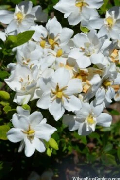 Snow Flurry Hardy Gardenia - 1 Gallon Pot -Foliage Dream Sales Store gardenia jasminoides snow flurry 2