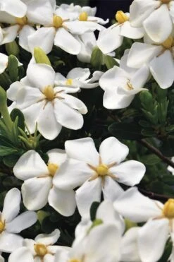Snow Girl Hardy Dwarf Gardenia - 3 Gallon Pot 9 Snow Girl Hardy Dwarf Gardenia - 3 Gallon Pot -Foliage Dream Sales Store gardenia jasminoides snow girl 1