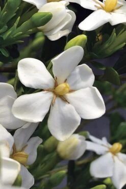 Snow Girl Hardy Dwarf Gardenia - 3 Gallon Pot 10 Snow Girl Hardy Dwarf Gardenia - 3 Gallon Pot -Foliage Dream Sales Store gardenia jasminoides snow girl 2