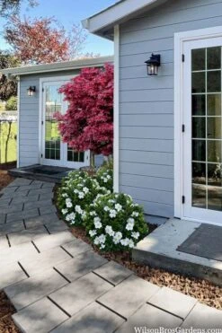 Snow Globe Gardenia - 3 Gallon Pot -Foliage Dream Sales Store gardenia jasminoides snow globe 3