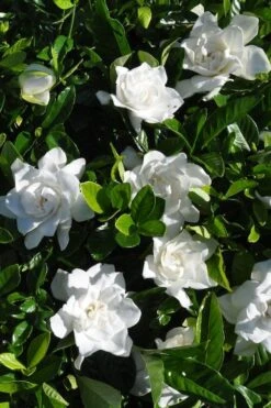 Snow Puff Hardy Gardenia - 1 Gallon Pot -Foliage Dream Sales Store gardenia jasminoides snow puff 2 2
