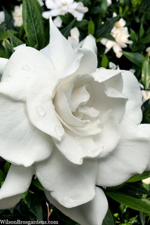 Snow Puff Hardy Gardenia - 7 Gallon Pot 1 Snow Puff Hardy Gardenia - 7 Gallon Pot
