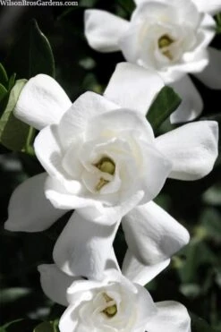 Steady As She Goes Hardy Gardenia - 3 Gallon Pot -Foliage Dream Sales Store gardenia jasminoides steady as she goes 1