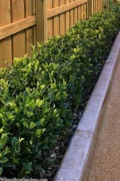 Summer Snow Gardenia - 3 Gallon Pot -Foliage Dream Sales Store gardenia jasminoides summer snow 11